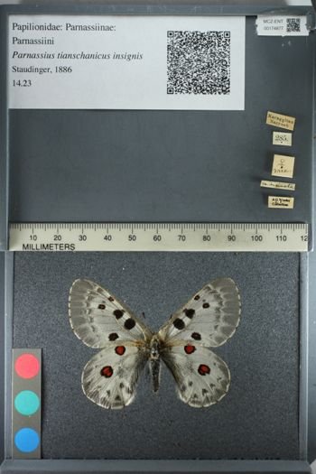 Media type: image;   Entomology 174877